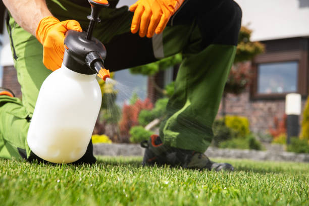 Best Wasp Removal Services  in Big Rapids, MI