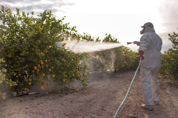 Best Ant Control Services  in Big Rapids, MI