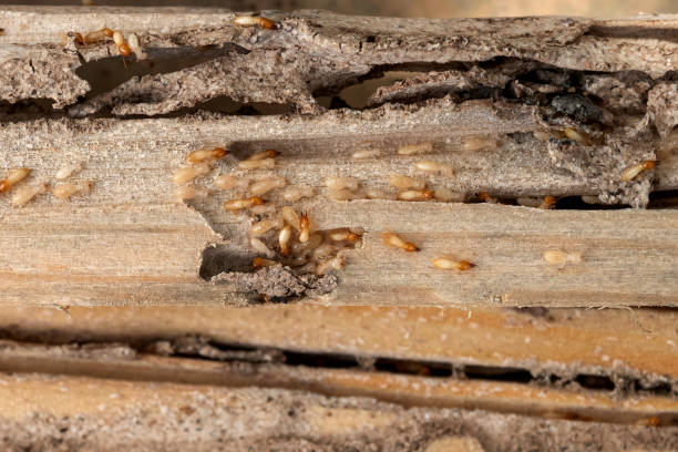 Best Bed Bug Extermination  in Big Rapids, MI