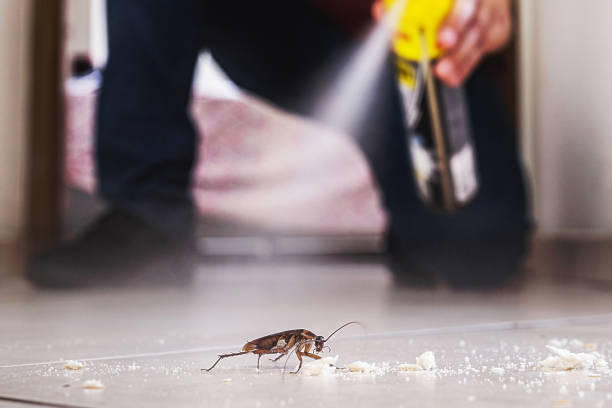 Reliable Big Rapids, MI Pest Control Solutions