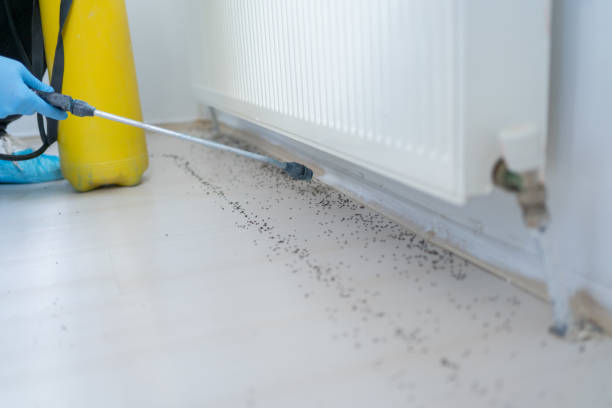 Best Emergency Pest Control  in Big Rapids, MI